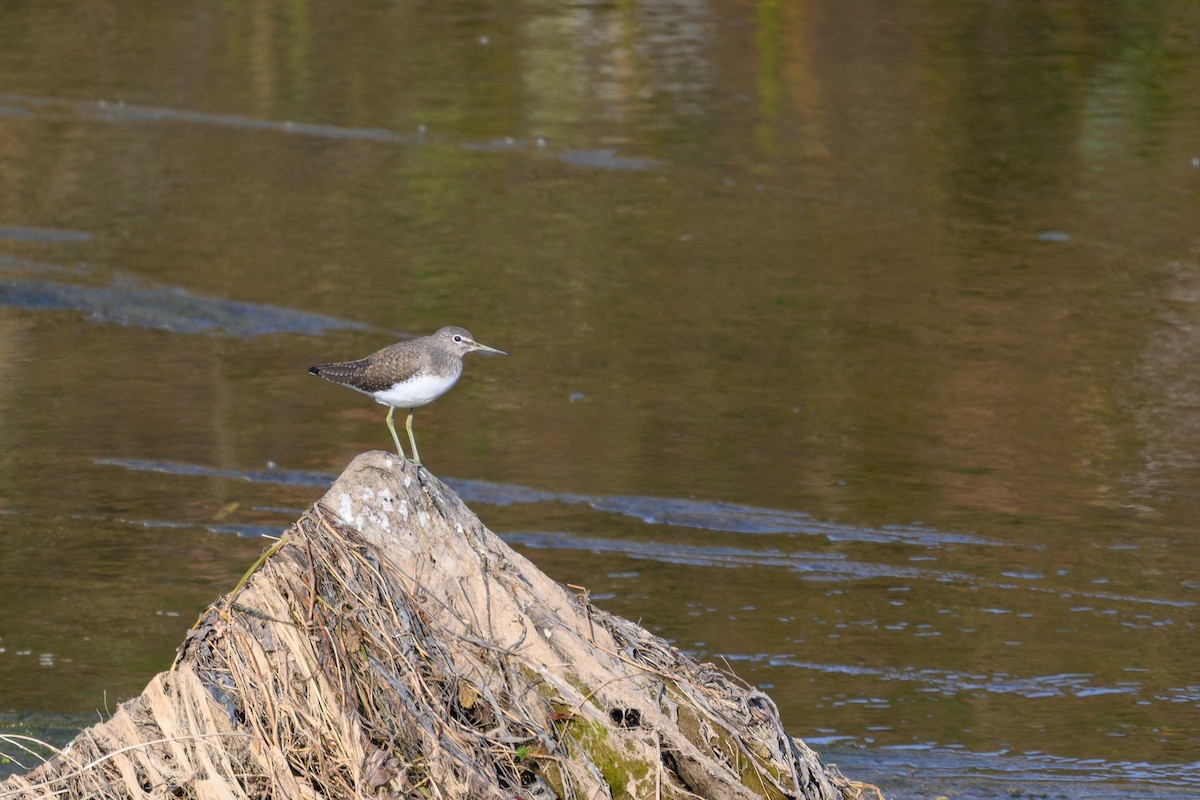 Green Sandpiper - ML645832012