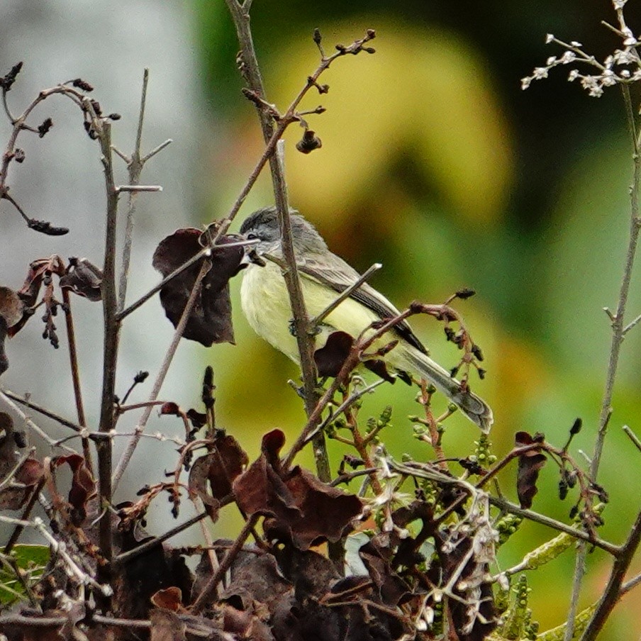 Sooty-headed Tyrannulet - ML645832013