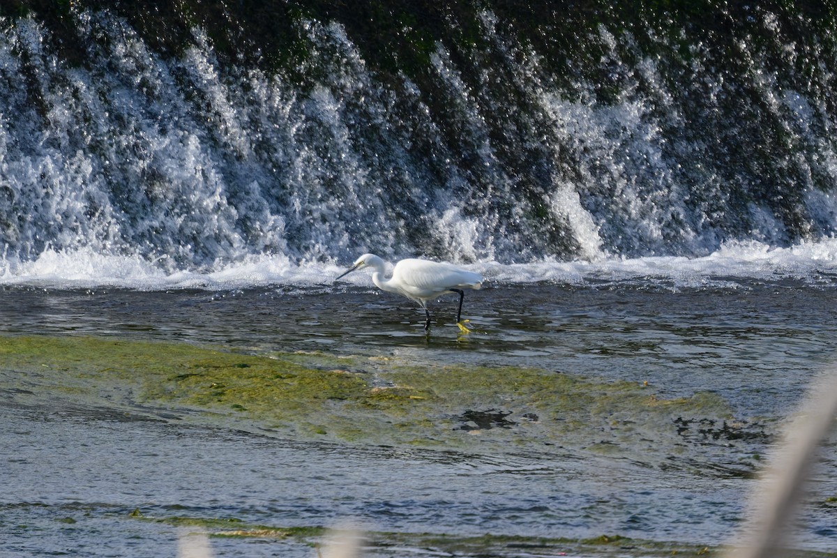Little Egret - ML645832015