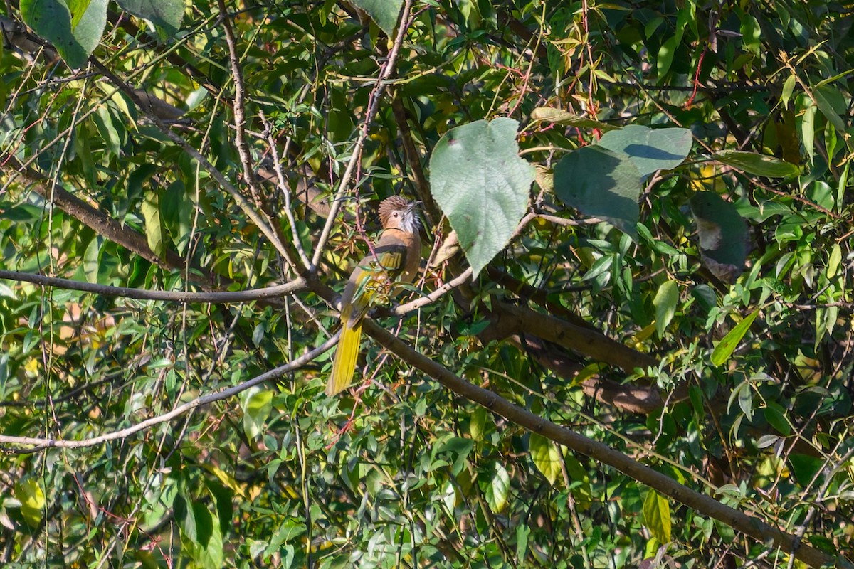 Mountain Bulbul - ML645832021