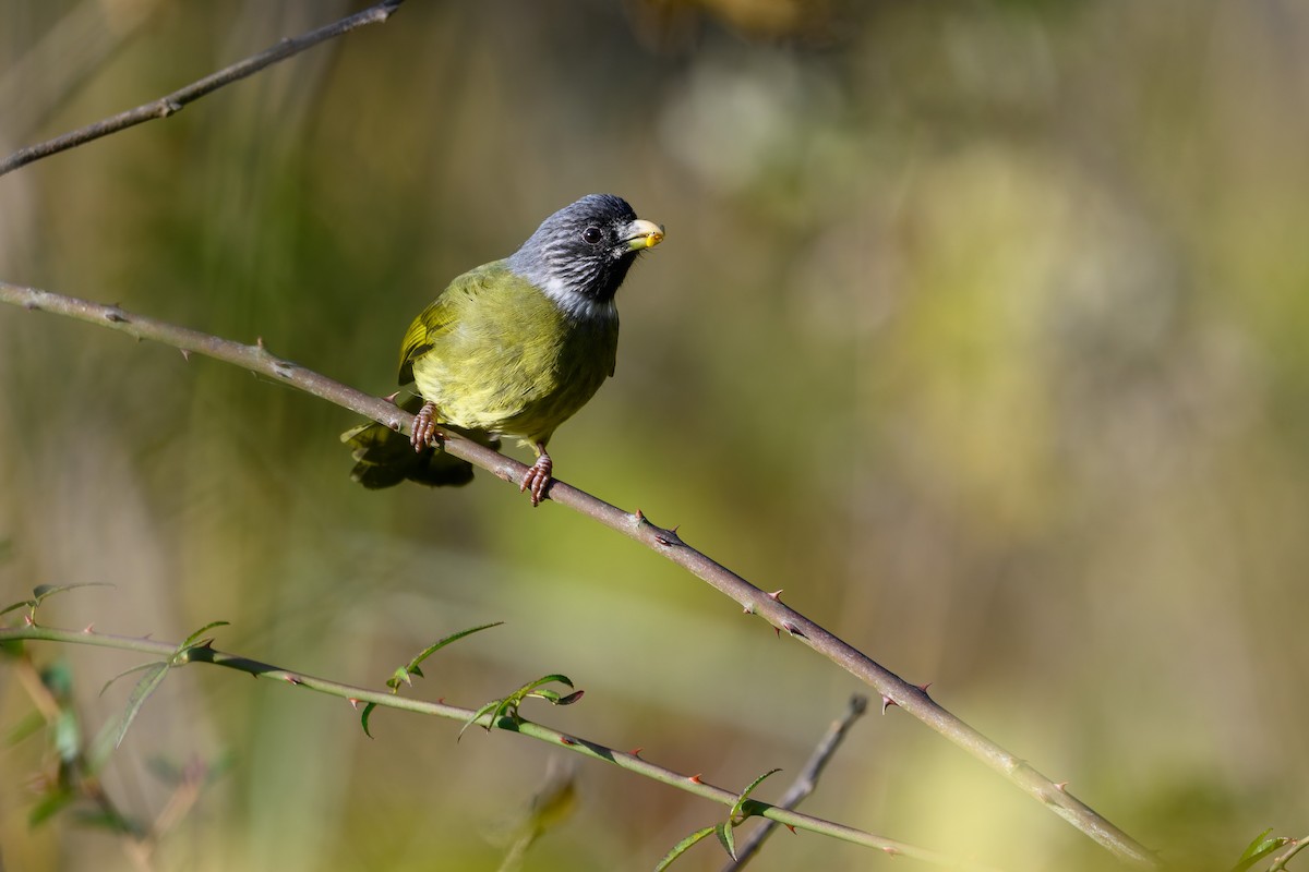 Collared Finchbill - ML645832023
