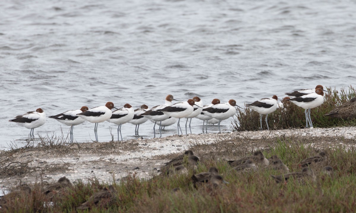 brunhodeavosett - ML645832024