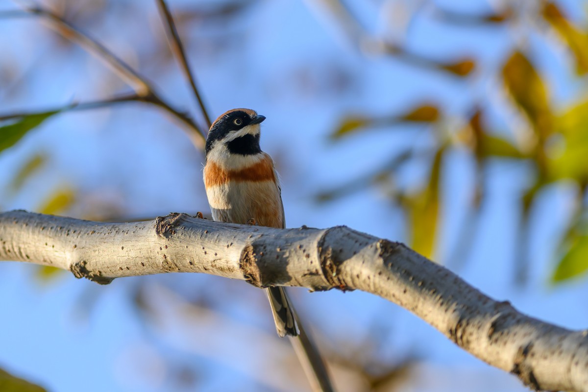 Black-throated Tit - ML645832025