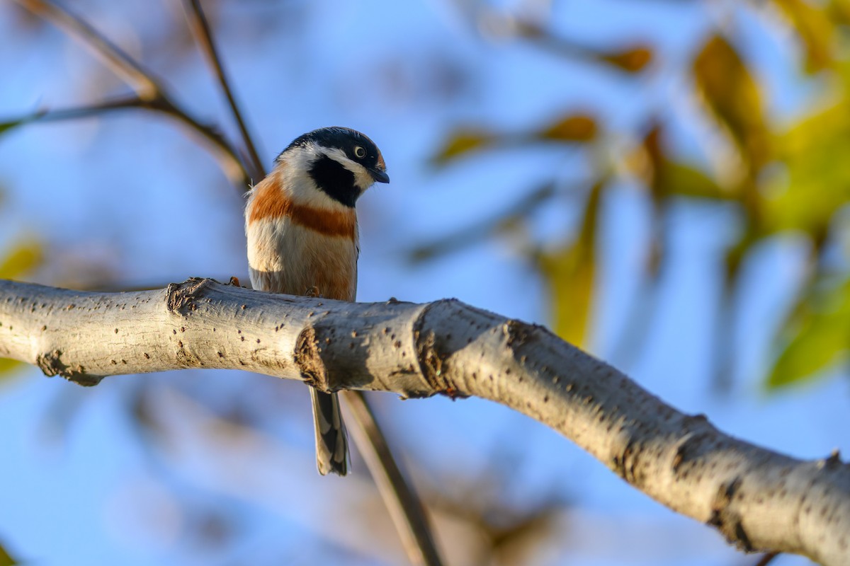 Black-throated Tit - ML645832026