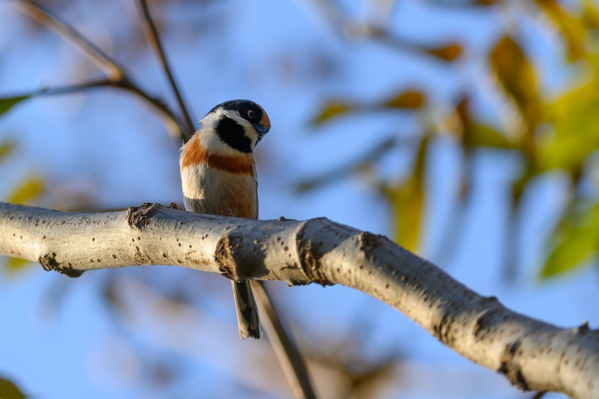 Black-throated Tit - ML645832027