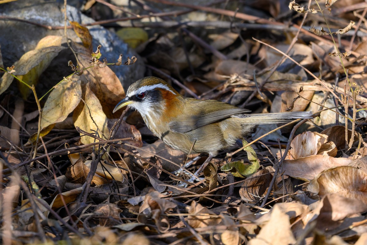 Streak-breasted Scimitar-Babbler - ML645832030