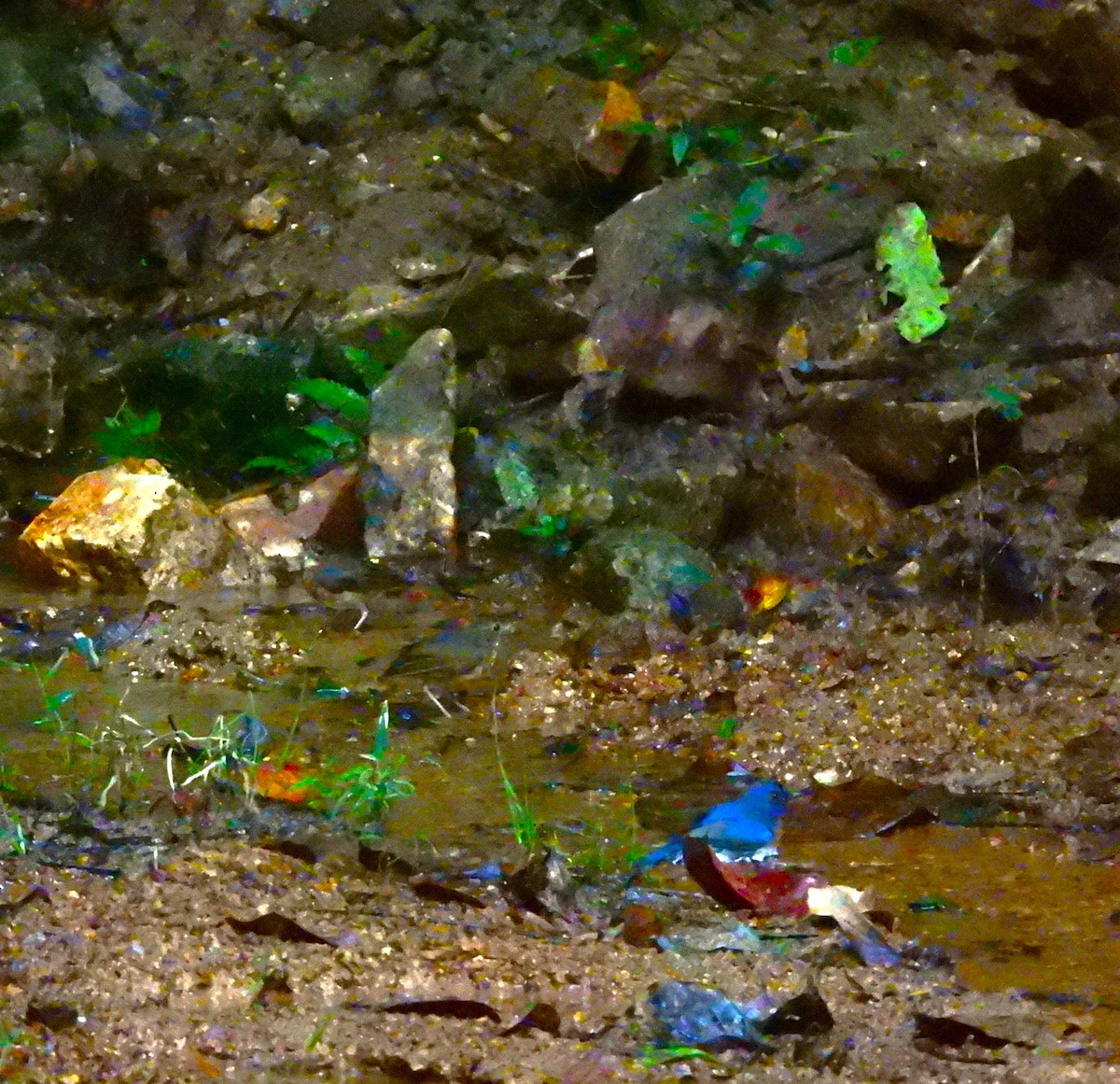 Blue-throated Flycatcher - ML645832039