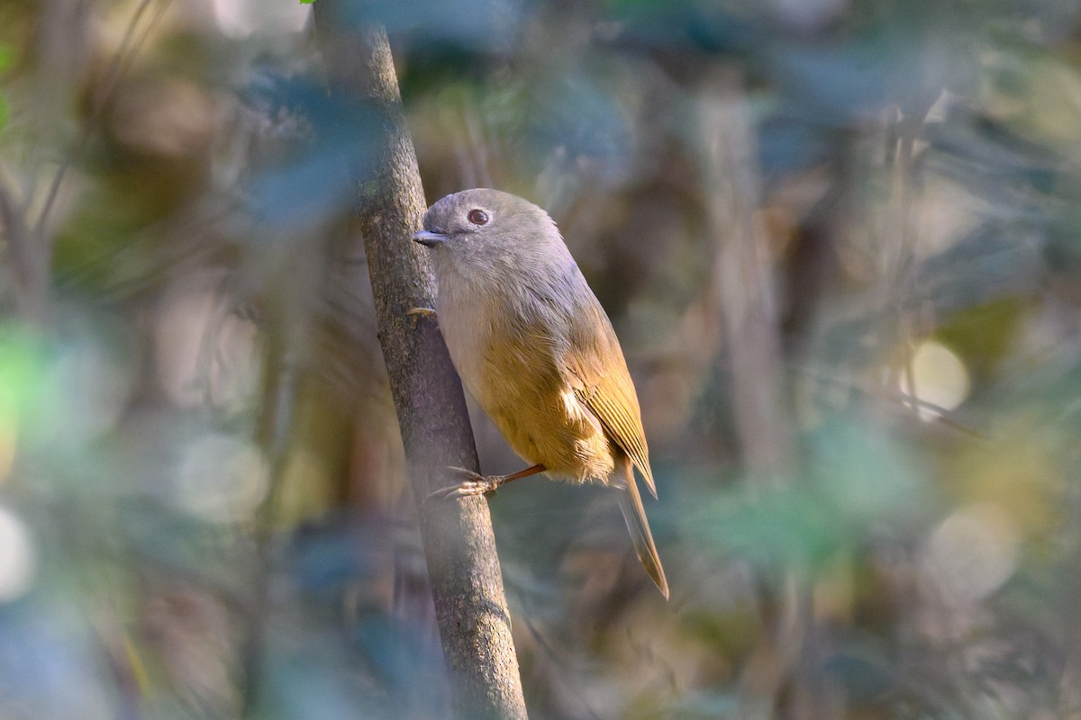 David's Fulvetta - ML645832040