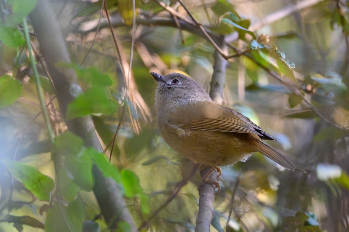 David's Fulvetta - ML645832041