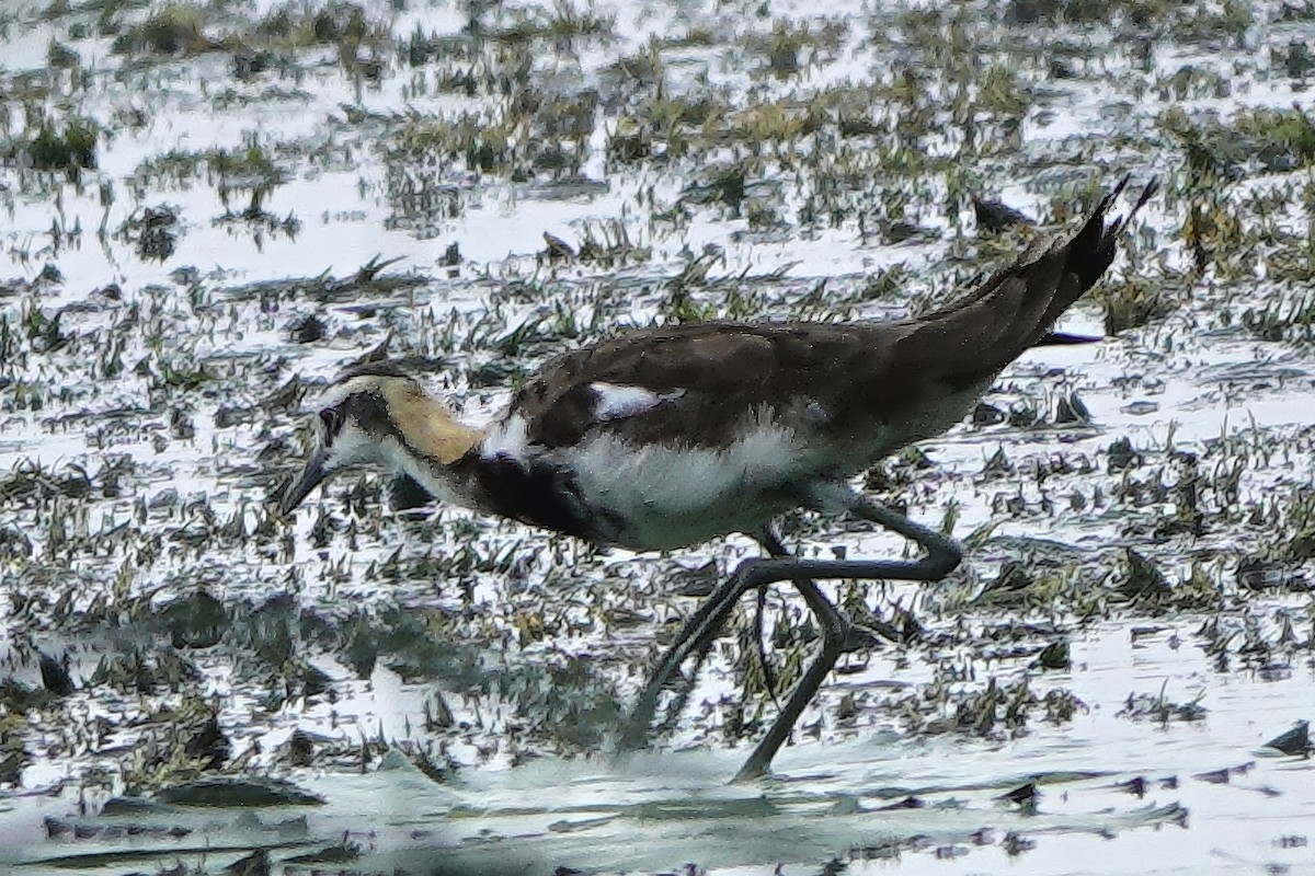 Фазанохвостая якана - ML645832048