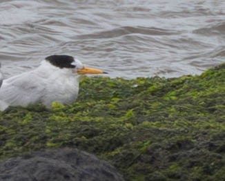 Australian Fairy Tern - ML645832051