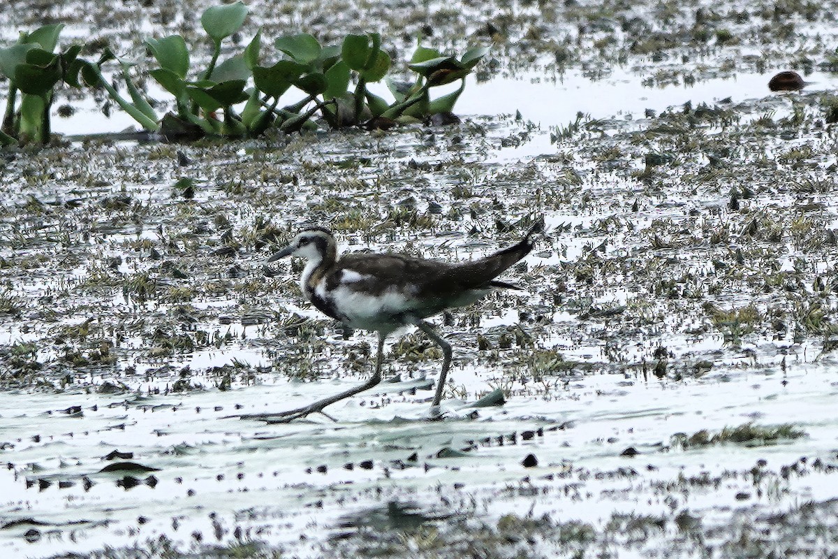 Фазанохвостая якана - ML645832053