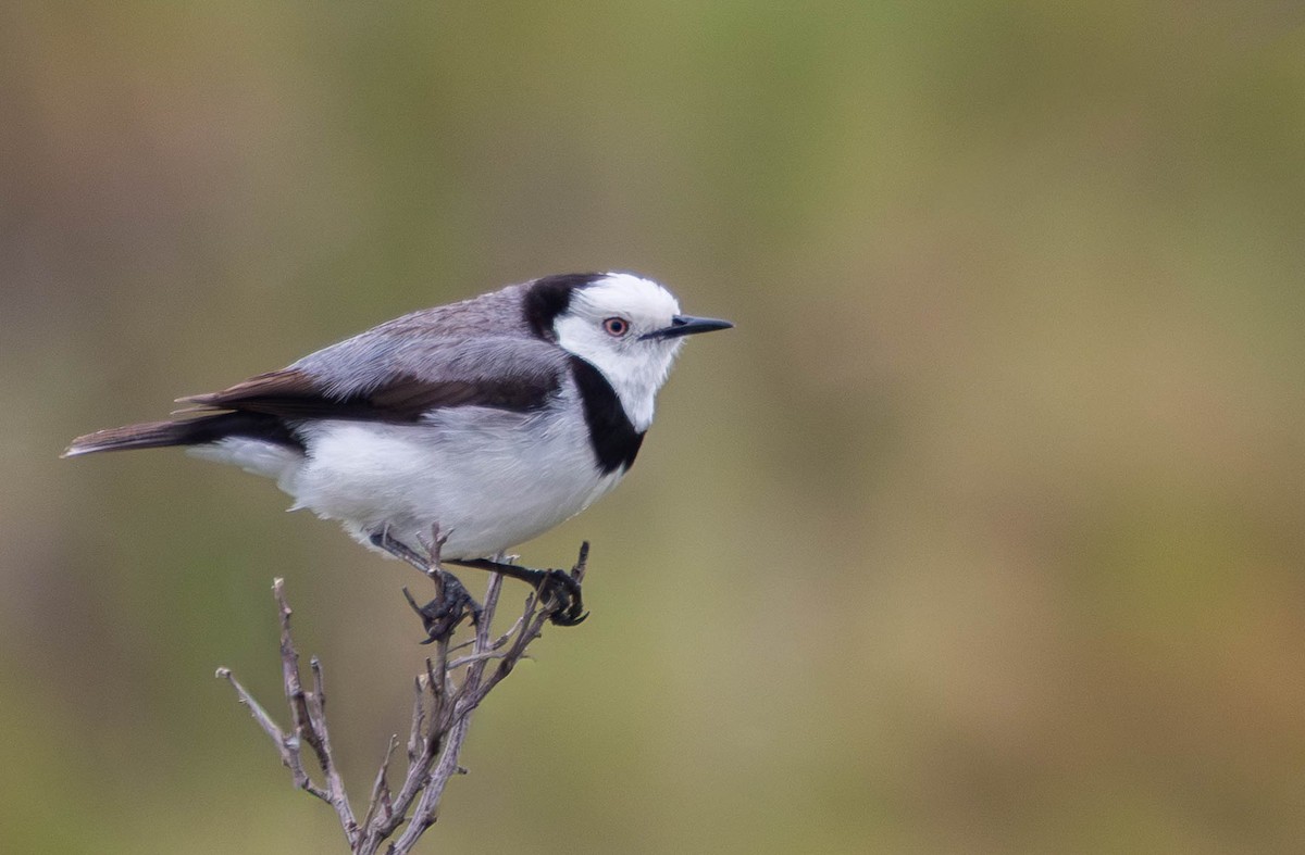 White-fronted Chat - ML645832054