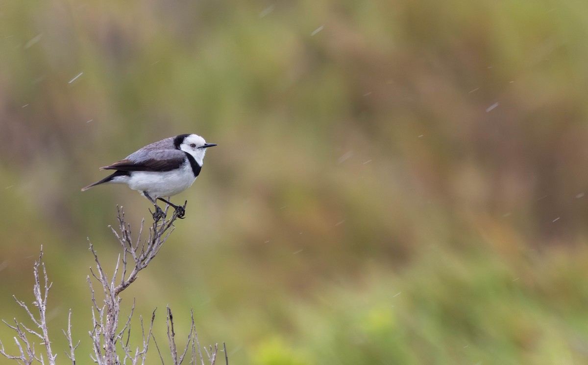 White-fronted Chat - ML645832055