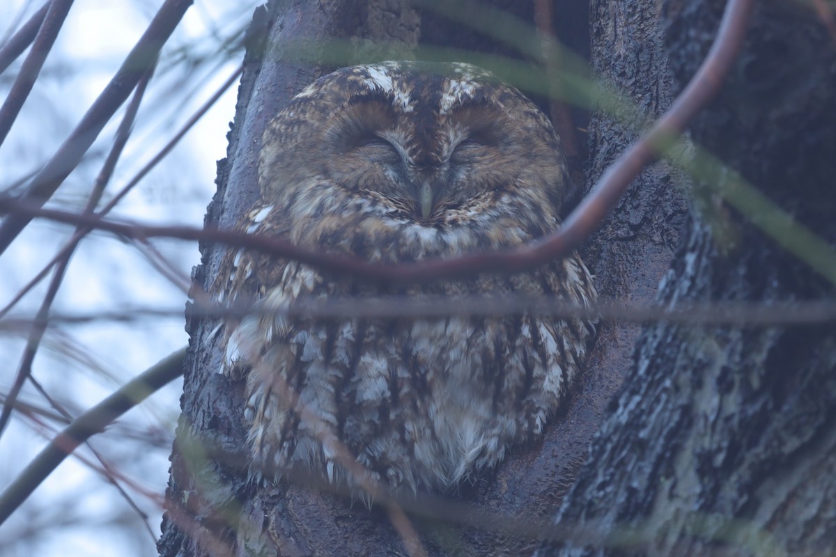 Chouette hulotte - ML645832056