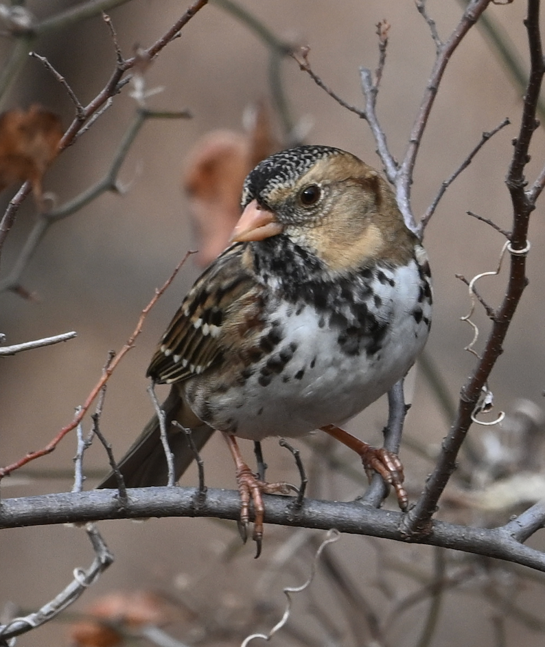 Harris's Sparrow - ML645832057