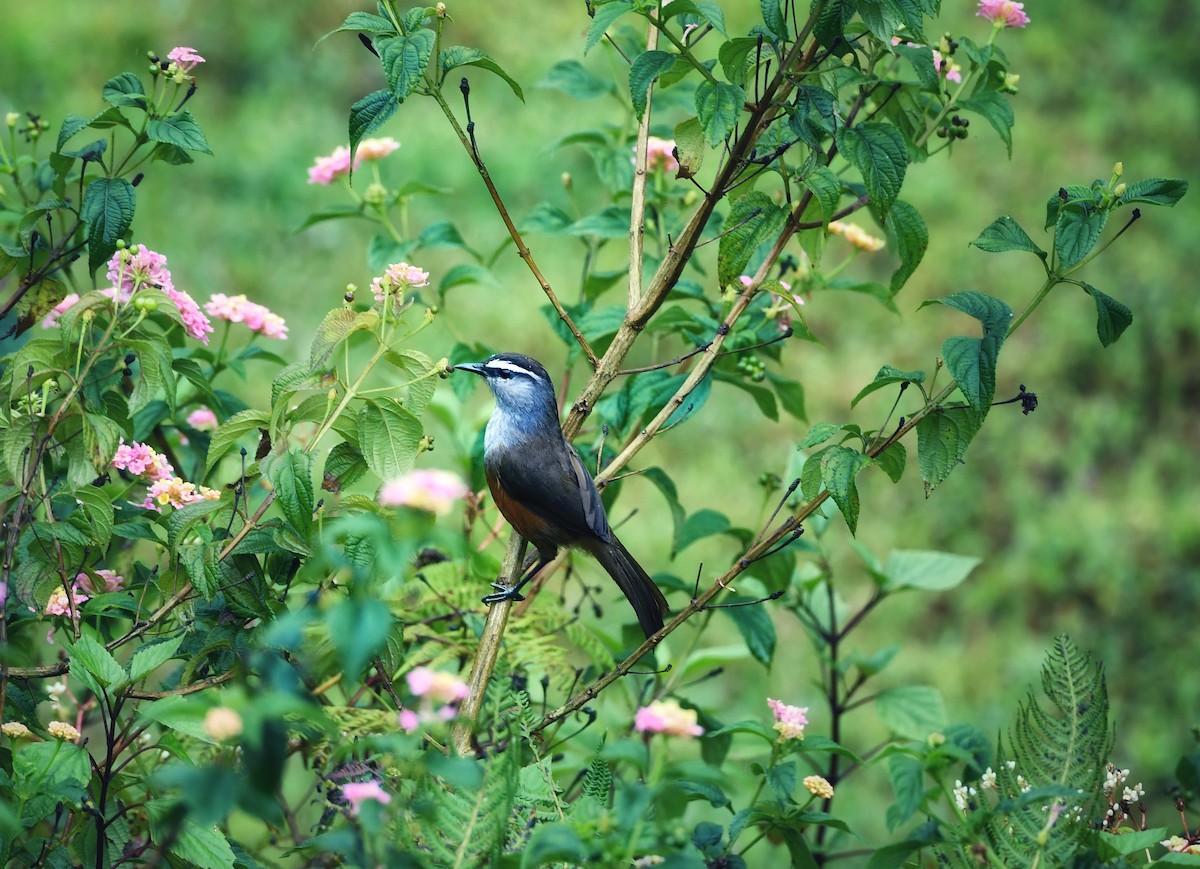 パラニガビチョウ - ML645832058