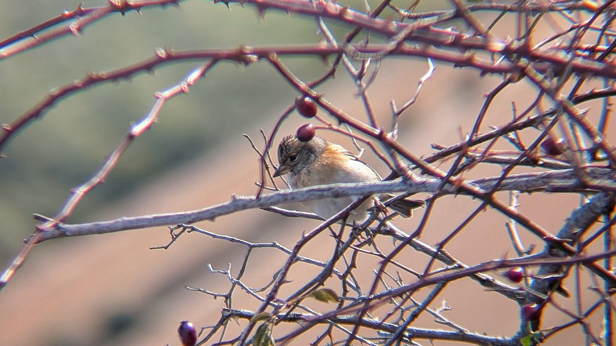 Brambling - ML645832059