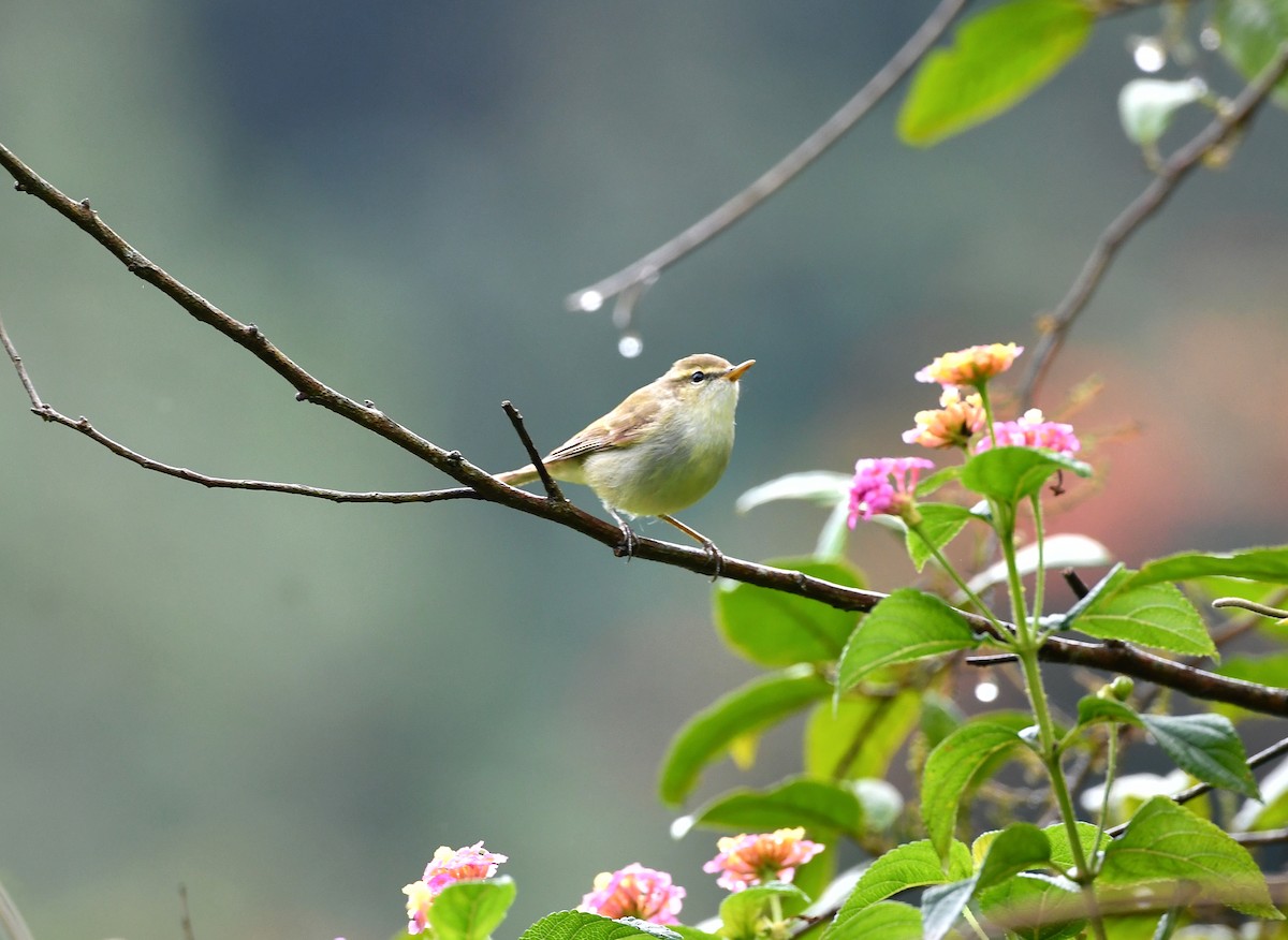 ヤナギムシクイ - ML645832061