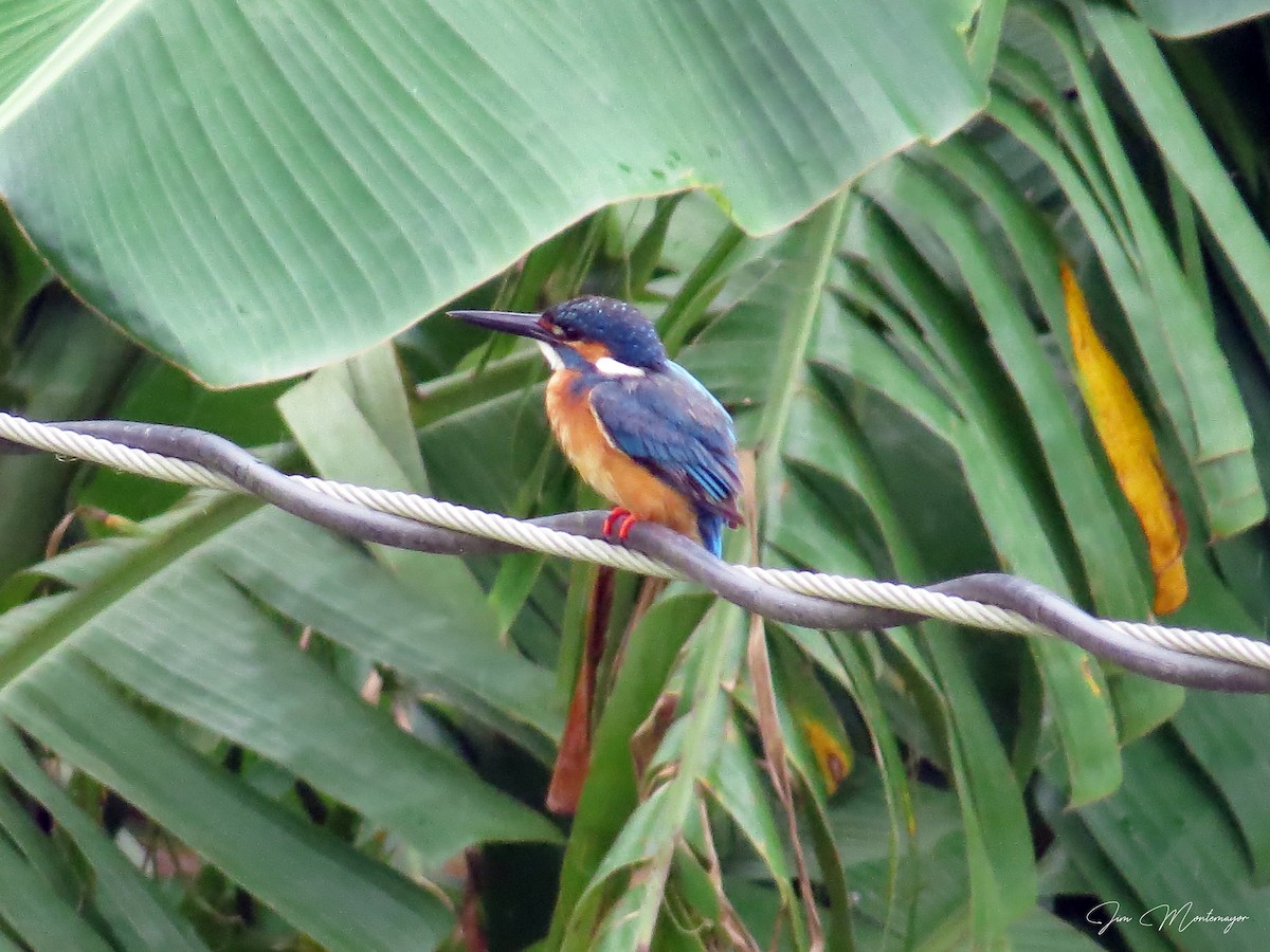 カワセミ - ML645832062