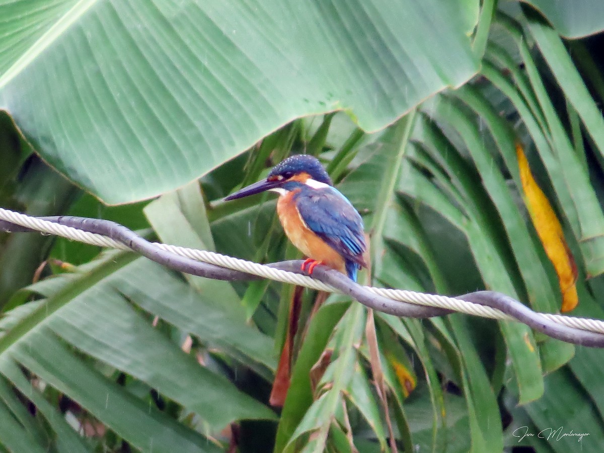 Common Kingfisher - ML645832063