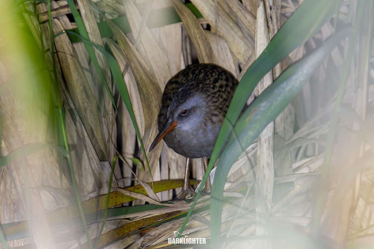 クイナ - ML645832066