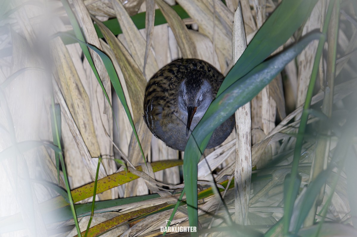 クイナ - ML645832067