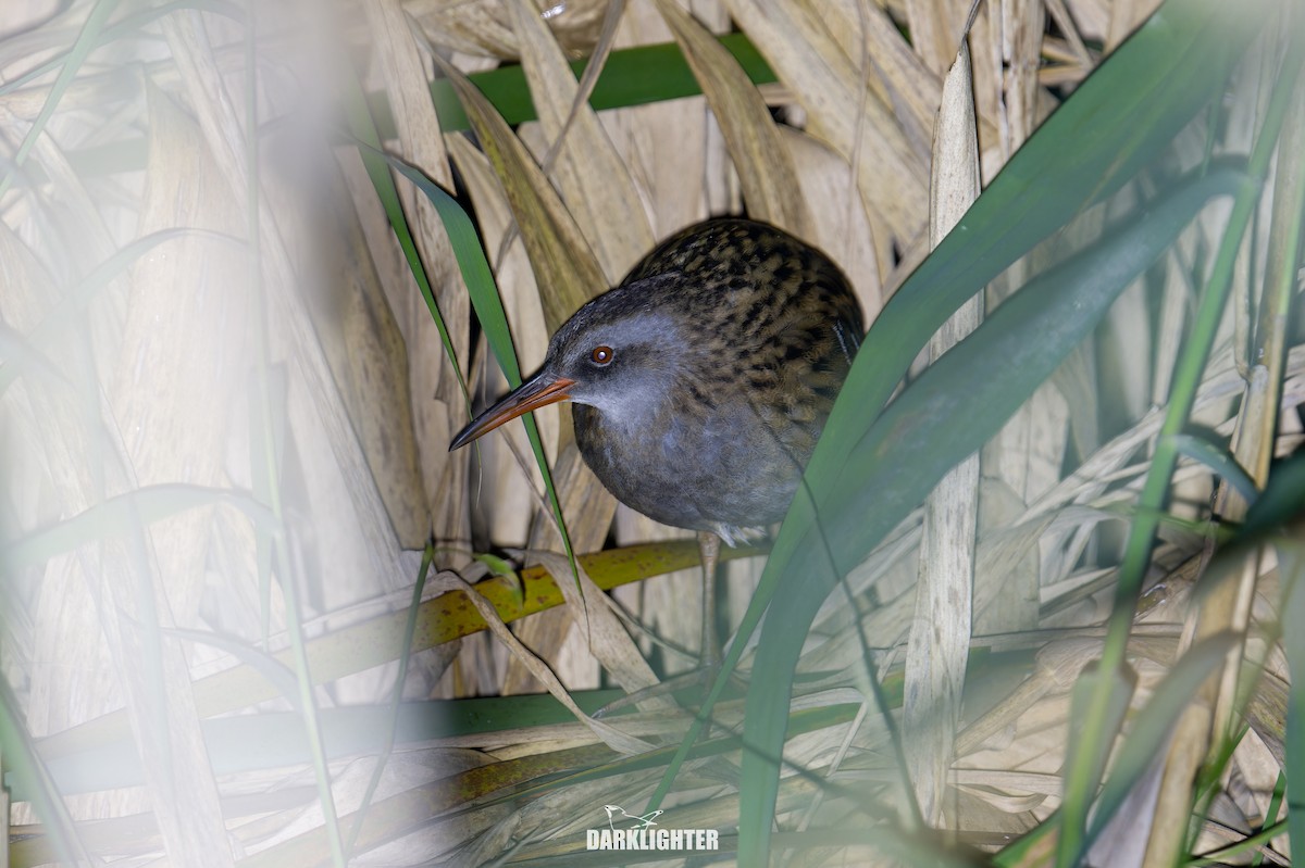 クイナ - ML645832068