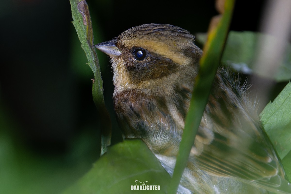 ミヤマホオジロ - ML645832070