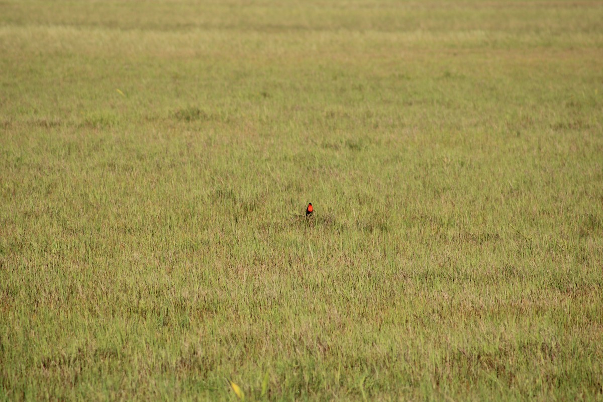 ムネアカマキバドリ - ML645832071