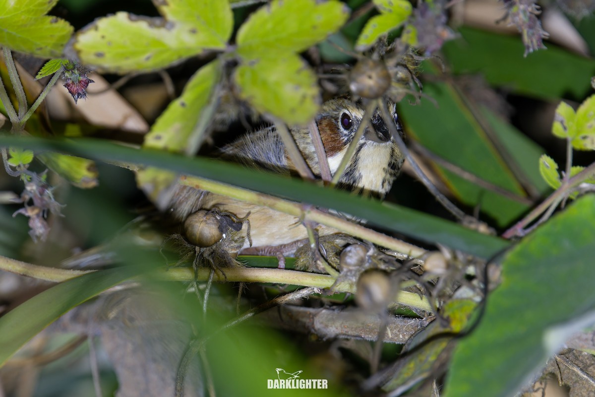 ホオアカ - ML645832072