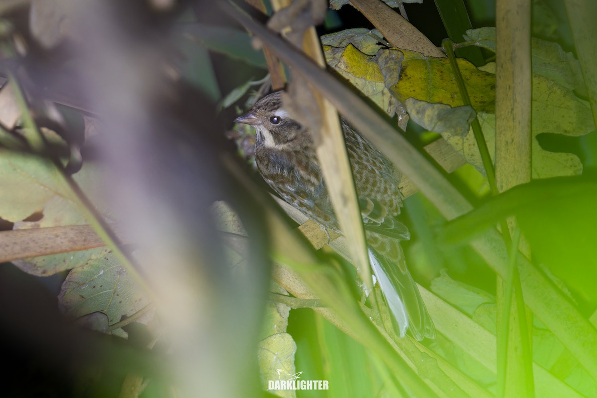 カシラダカ - ML645832073