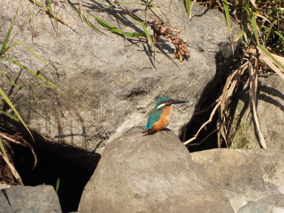 カワセミ - ML645832075