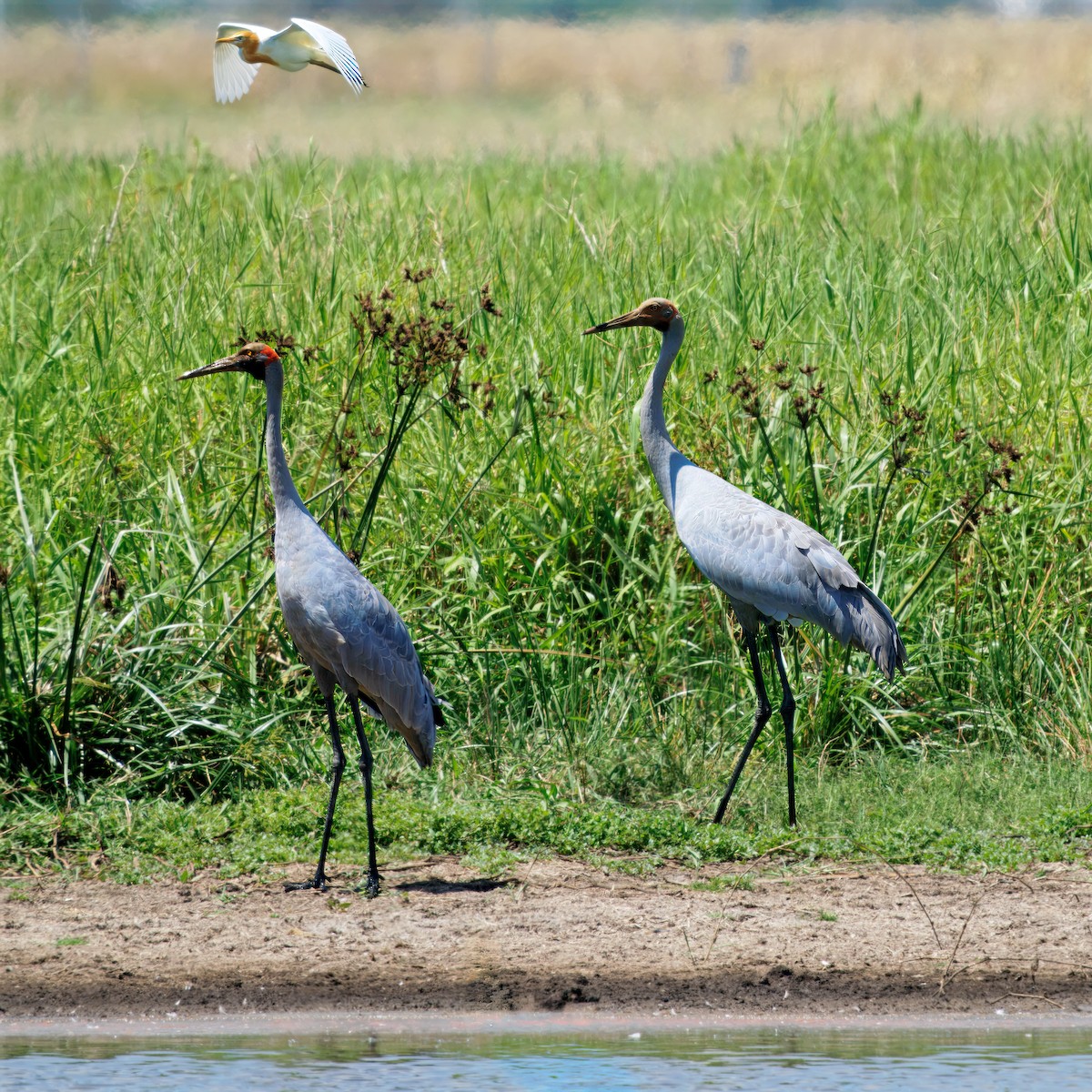 オーストラリアヅル - ML645832076