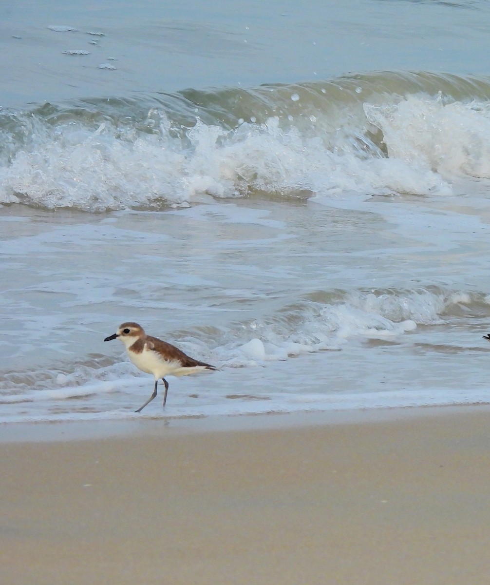 チベットメダイチドリ - ML645832078