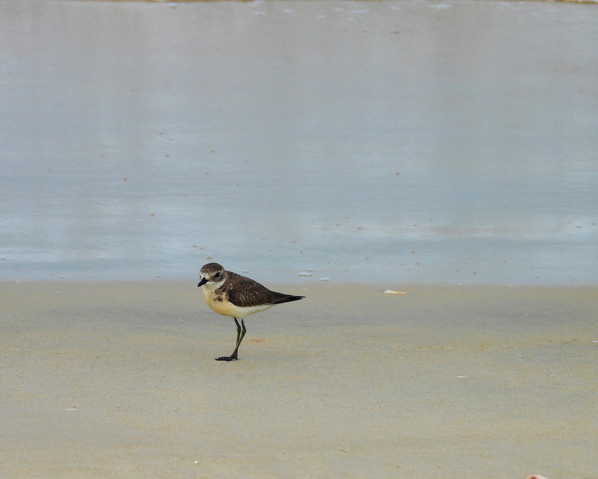 チベットメダイチドリ - ML645832079