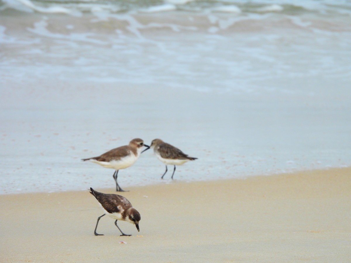 チベットメダイチドリ - ML645832080