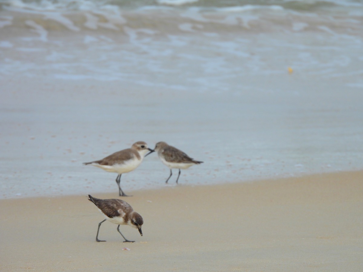 チベットメダイチドリ - ML645832081