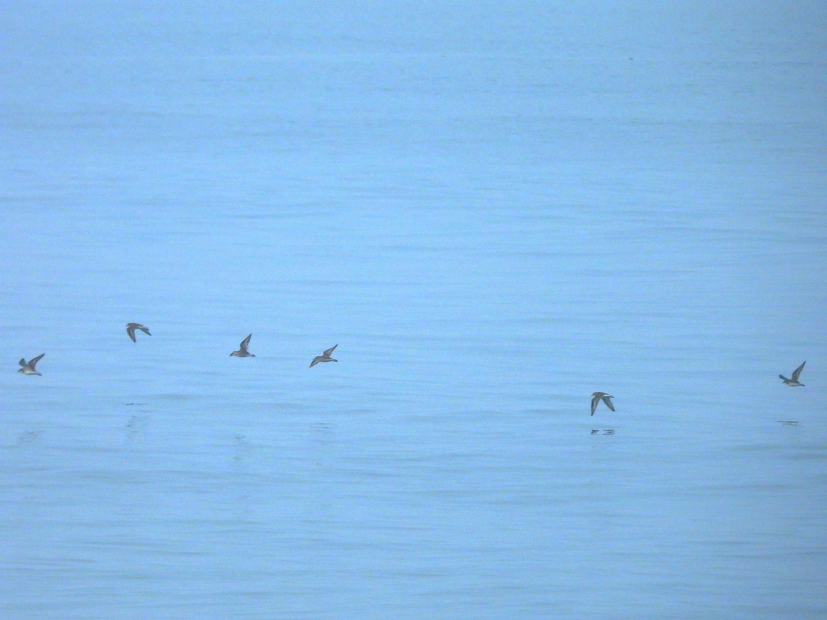 チベットメダイチドリ - ML645832082