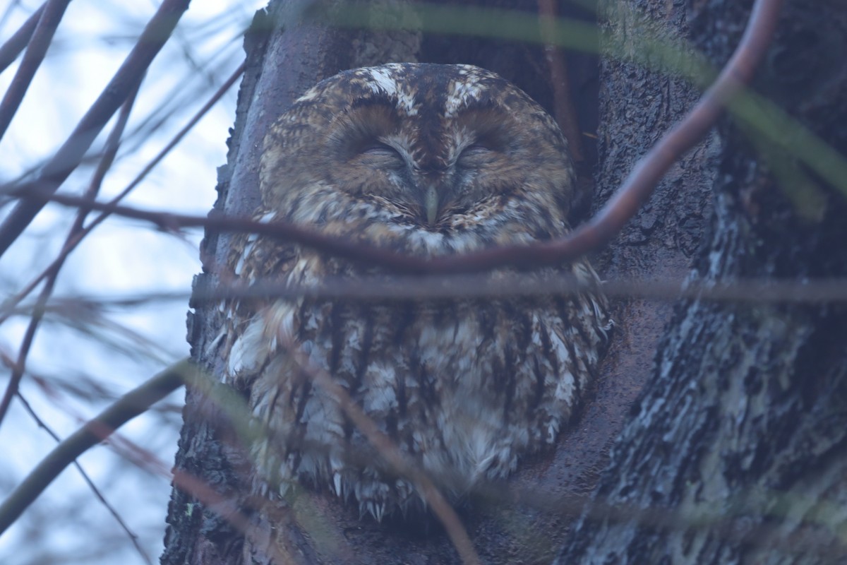 モリフクロウ - ML645832083