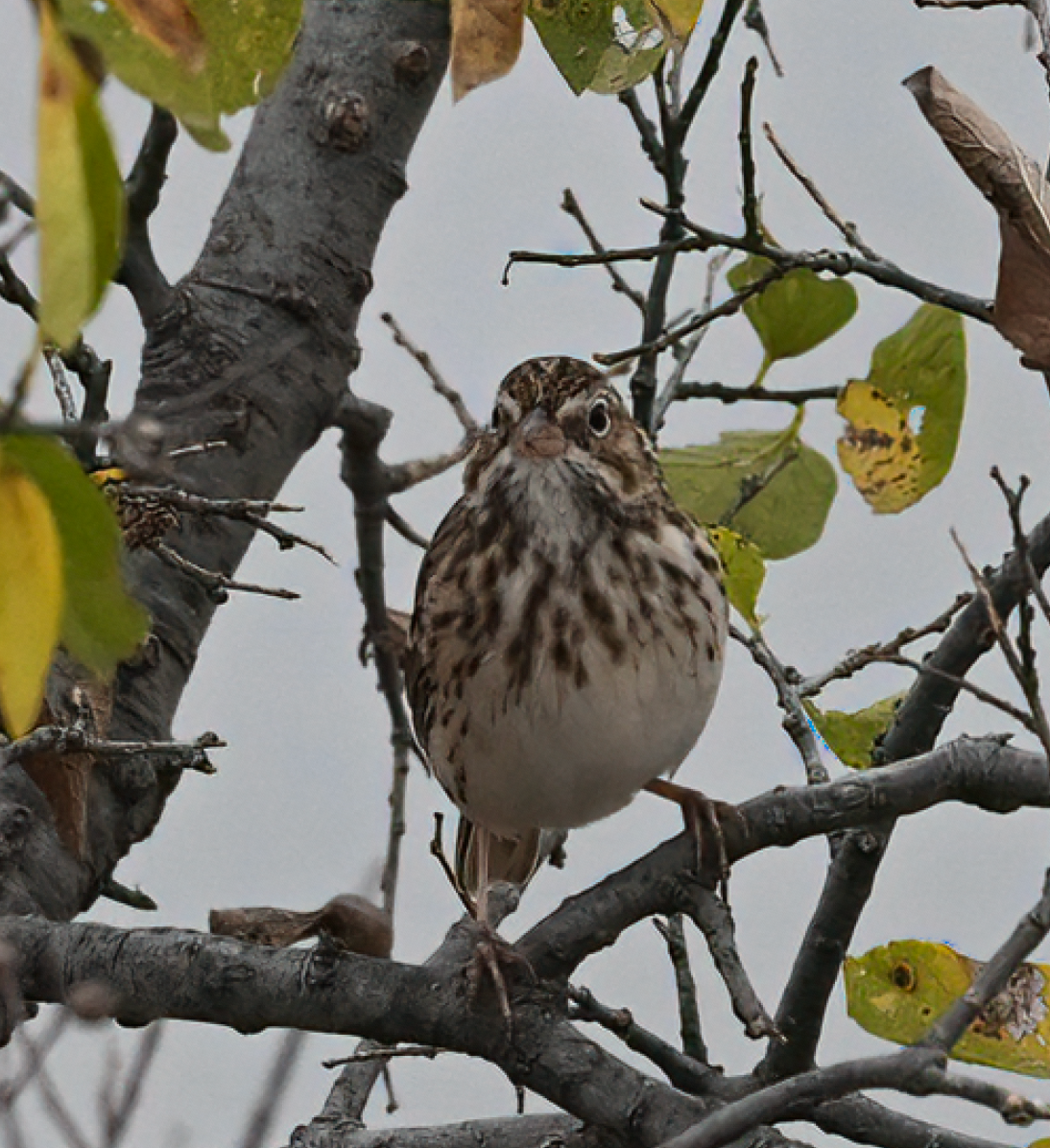 オジロヒメドリ - ML645832084