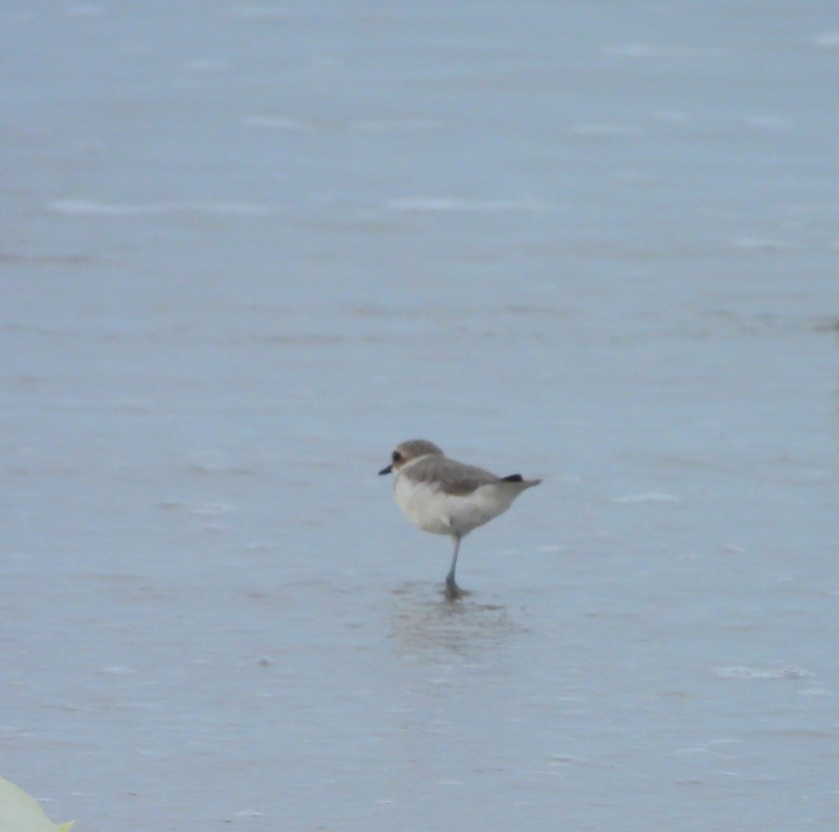 シロチドリ - ML645832088