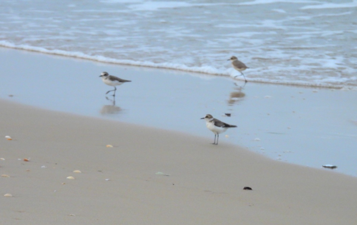 シロチドリ - ML645832089