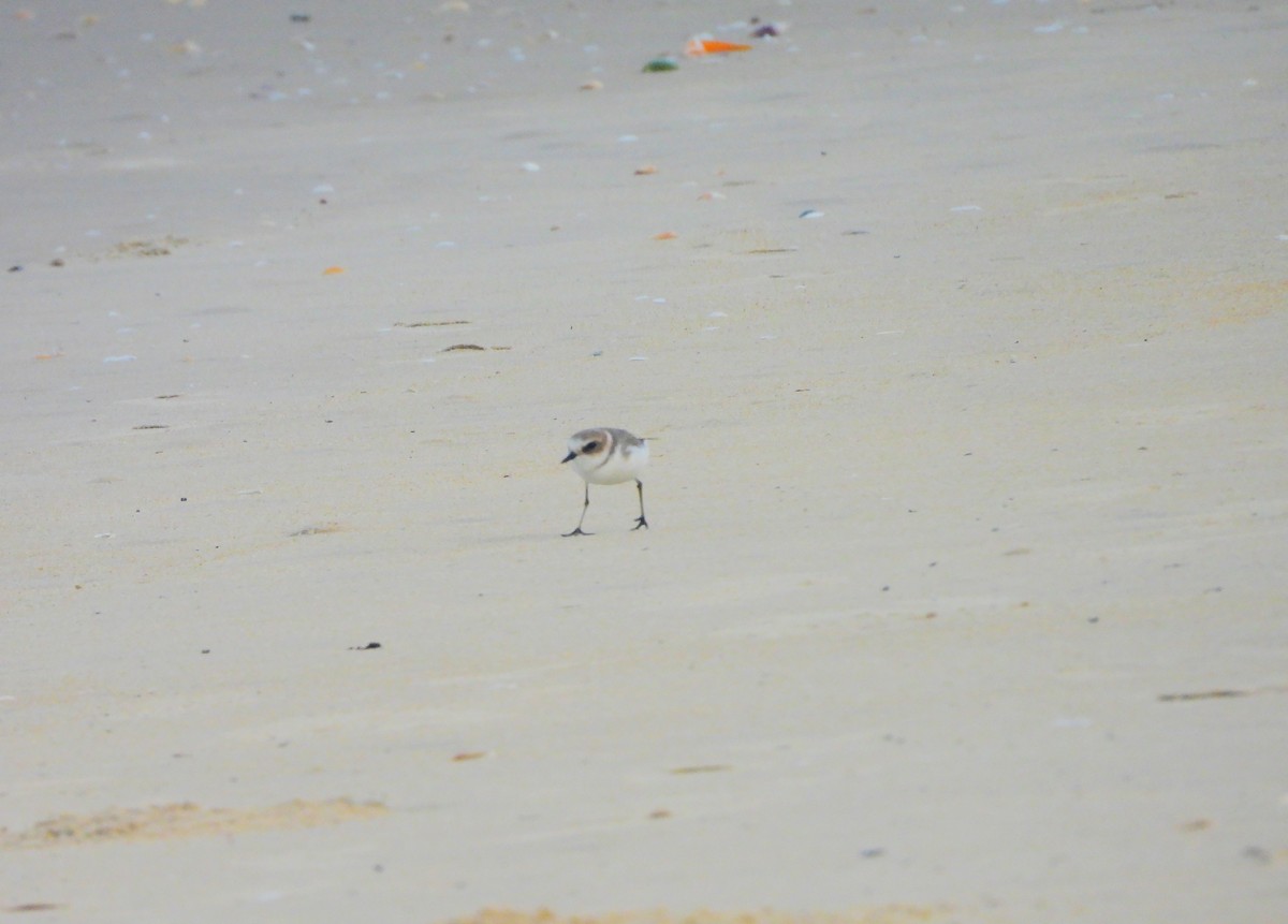 シロチドリ - ML645832090