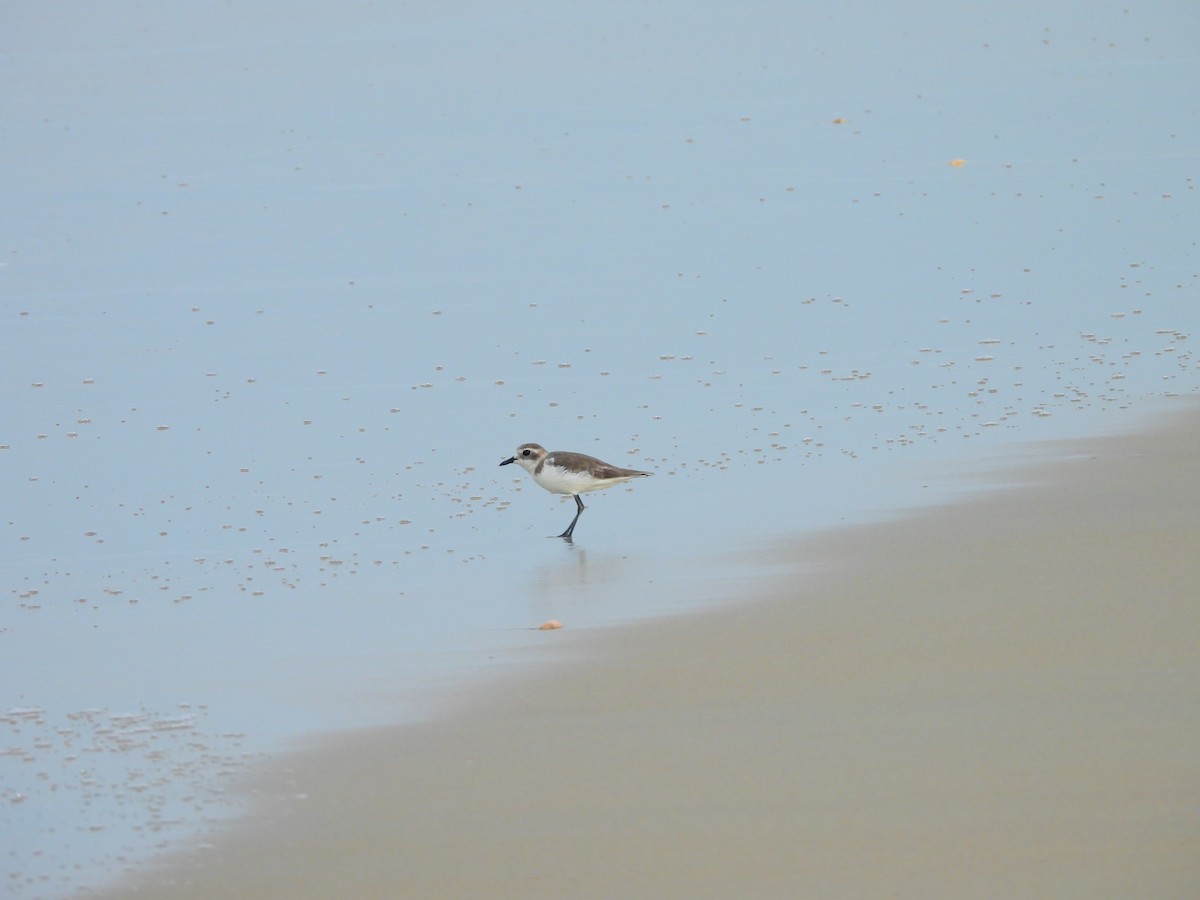 チベットメダイチドリ - ML645832091