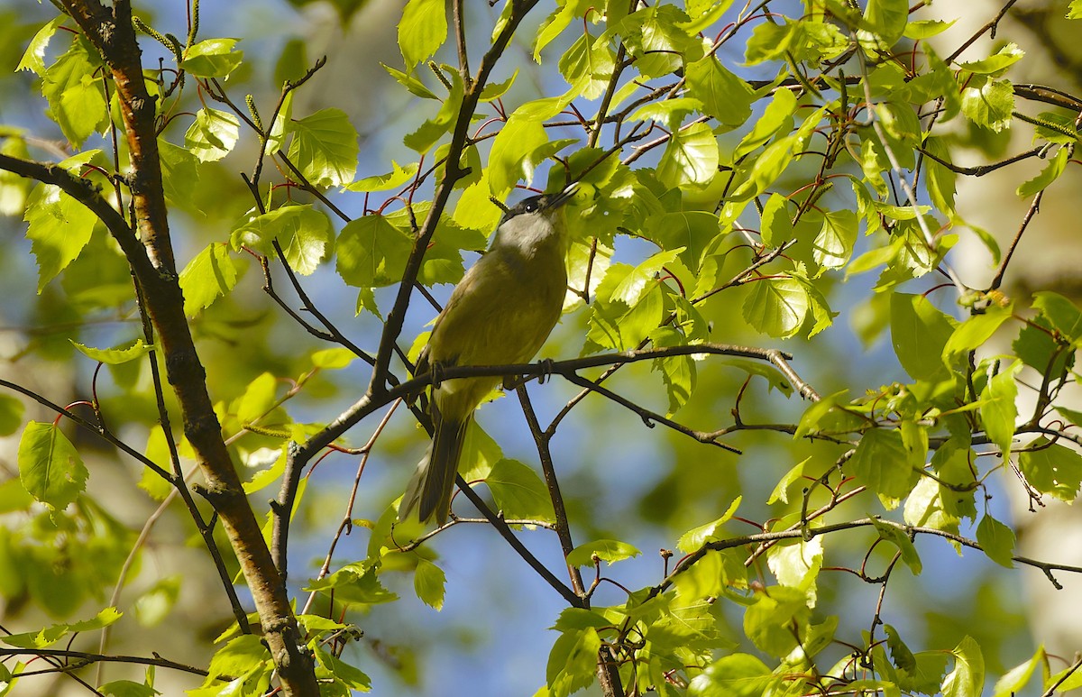 ズグロムシクイ - ML645832098