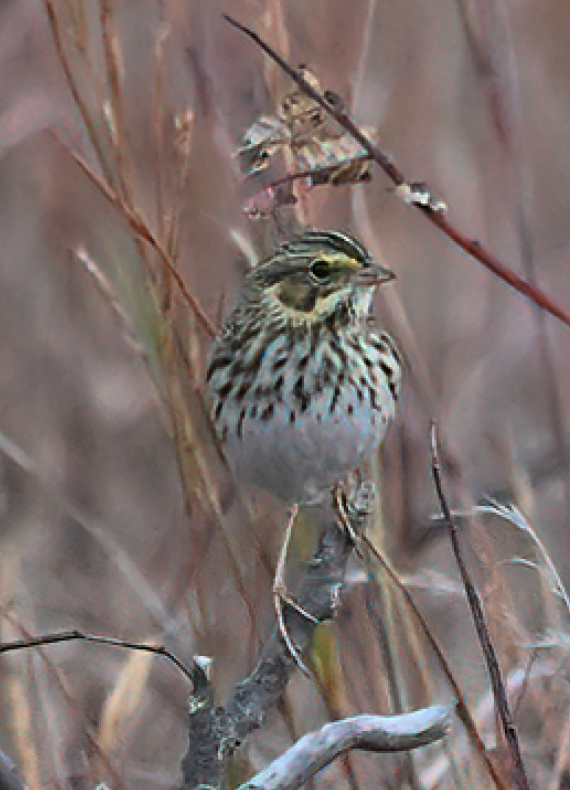 サバンナシトド - ML645832099