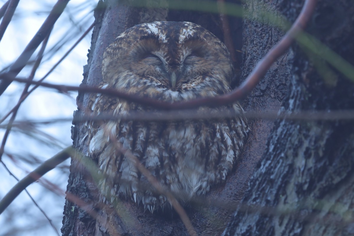 モリフクロウ - ML645832100