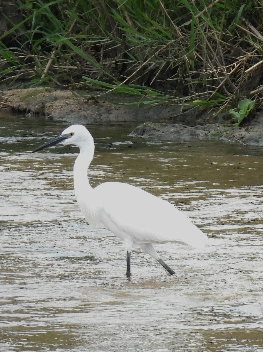 コサギ（garzetta） - ML645832102