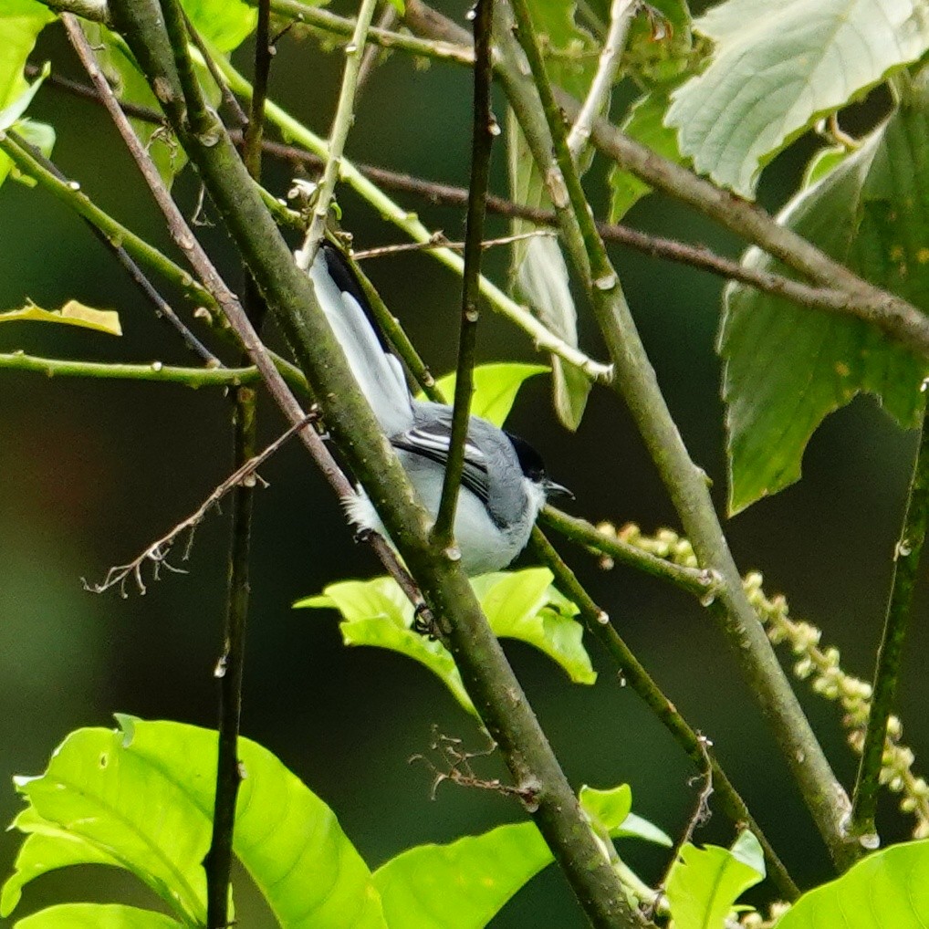 Tropical Gnatcatcher - ML645832105